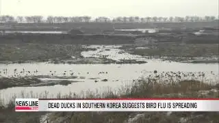 More dead ducks found in southern Korea