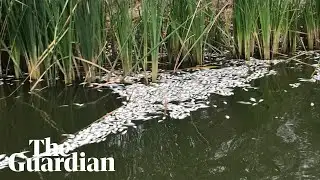 More dead fish surface on the Darling River at Menindee