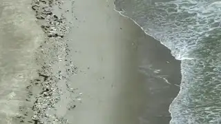 More dead fish wash ashore