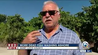 More dead fish washing ashore
