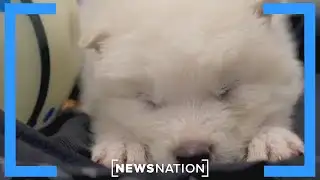 More extinct species will be engineered: Ben Lamm | Elizabeth Vargas Reports