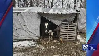 More than 150 animals recovered from Hadley property after neglect allegations
