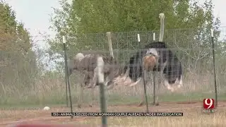 More Than 150 Animals Seized From Norman Couple Already Facing Animal Abuse Charges
