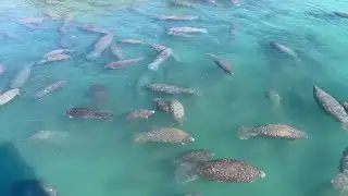 More than 200 manatees warm up at Florida
