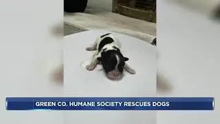 More than 40 dogs seized in Lafayette County animal neglect case