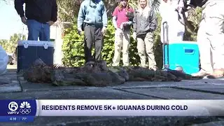 More than 5,000 iguanas removed during cold snap