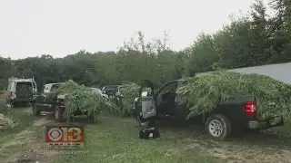 More Than 700 Marijuana Plants Seized In Kent County