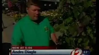 Morning Glory Seeds used to get high