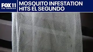 Mosquito infestation hits El Segundo neighborhood