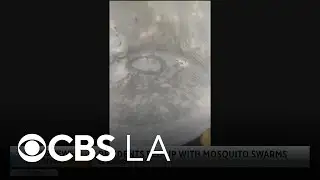 Mosquito infestation in El Segundo frustrates residents