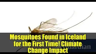 Mosquitoes Found in Iceland for the First Time! Climate Change Impact