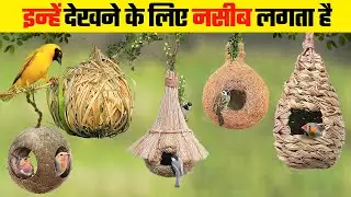 ताजमहल भी फ़ैल है इस घोंसले के सामने | Most Beautiful Bird Nests in the World