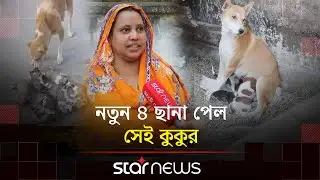 নতুন ৪ ছানা পেয়ে কেমন আছে সেই কুকুরটি | Mother Dog | Pabna | Star News