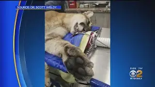 Mountain lion captured in Irvine released in Orange County canyon with tracking collar