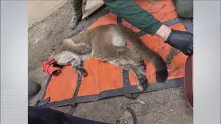 Mountain lion captured in San Francisco