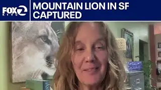 Mountain lion captured in San Francisco: Expert analysis | KTVU