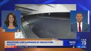 Mountain lion captured on security camera getting scared by its own reflection