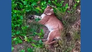 Mountain lion caught on video in rare Missouri sighting