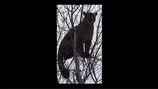 Mountain Lion euthanized after captured in Belgrade neighborhood