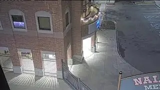 Mountain lion euthanized after sighting at Lewis-Clark State College