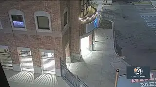 Mountain lion euthanized in Lewiston