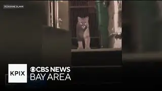 Mountain lion roaming in San Francisco captured by crews