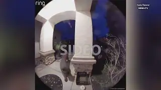 Mountain lion roams through neighborhood