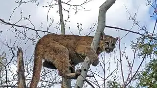 Mountain lion sightings reported within Twin Falls city limits