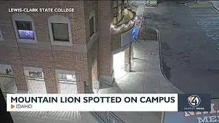 Mountain lion spotted on campus