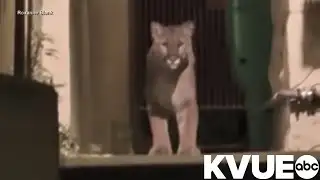 Mountain lion spotted several times in San Francisco neighborhood