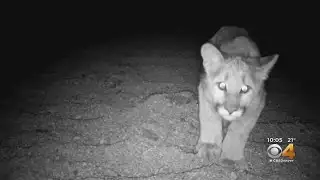 Mountain Lion Tracker Has Some Good News After Attack