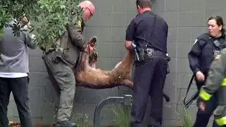 Mountain Lion Tranquilized After Sighting In S.F. Diamond Heights