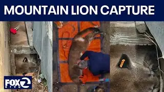Mountain lion tranquilized in San Francisco