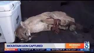 Mountain Lion Tranquilized in Simi Valley