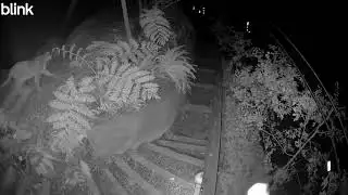 Mountain lions spotted near Monte Rio home