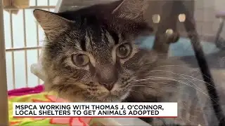 MSPCA working with TTJO, local shelters to get animals adopted