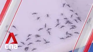 Multi-pronged approach needed to mitigate dengue outbreak: Experts