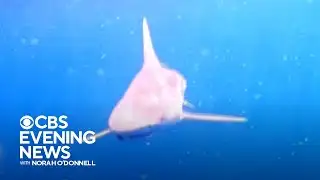 Multiple shark attacks reported heading into Memorial Day weekend