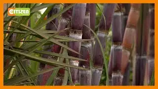 Munya announces new sugarcane price