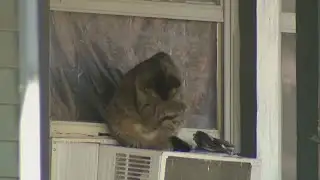 Muscatine Humane Society launching cat crisis fund