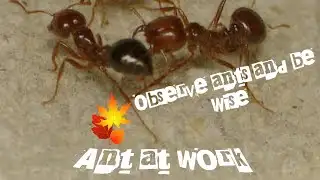 Must watch wounded ant rescue!!!