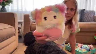 My Entire Squishmallow Collection