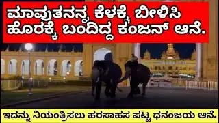 Mysore Dasara Elephant 🐘 full volient // ನಾಡಹಬ್ಬ ದಸರೆಗೆ ಬಂದಿದ್ದ ಆನೆಗಳ ನಡುವೆ ಗುದ್ದಾಟ. #mysoredasara