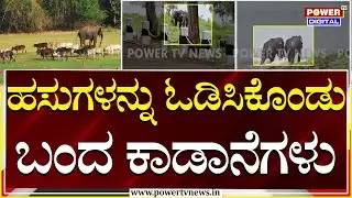 Mysuru Kabini Dam : ಕಬಿನಿ ಹಿನ್ನೀರಿನಲ್ಲಿ ದಿಕ್ಕಾಪಾಲಾಗಿ ಓಡಾಡಿದ ಕಾಡಾನೆಗಳು | HD Kote | Power TV