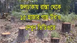 ১৫ হাজার গাছ রাস্তা থেকে উধাও! উপজেলা প্রশাসন নিরব