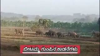ಬೀಟಮ್ಮ ಗುಂಪಿನ ಕಾಡನೆಗಳು