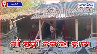 ଗାଁ ମୁହାଁ ଜଙ୍ଗଲୀ ହାତୀ- ନୀଳଗିରି, ବାଲେଶ୍ୱର
