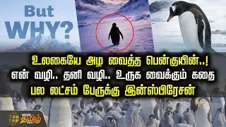உலகையே அழ வைத்த பென்குயின்..! என் வழி.. தனி வழி.. உருக வைக்கும் கதைபல லட்சம் பேருக்கு இன்ஸ்பிரேசன்