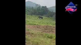 ସହର ରେ ଦନ୍ତା , ଖାଦ୍ୟ ଲୋଭରେ ଗାଁ ମୁହାଁ ଜଙ୍ଗଲୀ ଜନ୍ତୁ