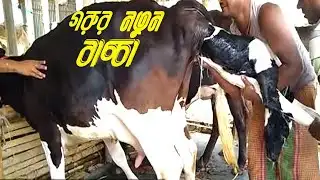 গাভী গরুর নতুন বাচ্চা হয়েছে।কিভাবে গাভীর বাচ্চা প্রসব করাবেন দেখুন ।